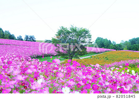 広大なコスモス畑“太陽の丘えんがる公園”北海道 82051845