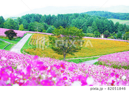 広大なコスモス畑“太陽の丘えんがる公園”北海道 82051846