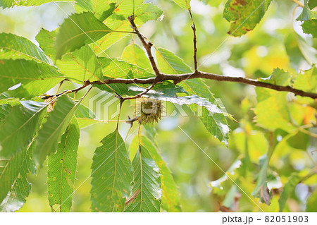 クヌギドングリの実 82051903