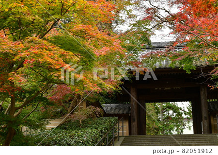 紅葉 もみじ モミジ 紅葉 もみじ モミジ 82051912