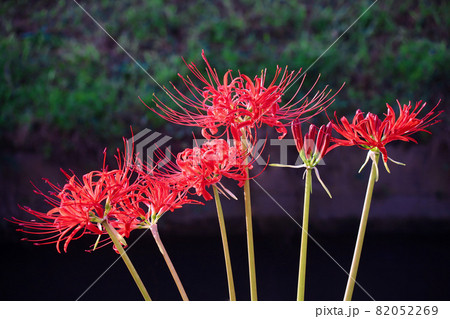 彼岸花 82052269