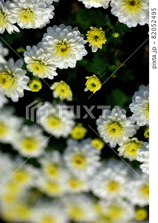 秋に咲く花の代表・菊・和菊・洋菊 秋に咲く花の代表・菊・和菊・洋菊 82052495