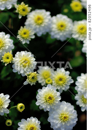 秋に咲く花の代表・菊・和菊・洋菊 秋に咲く花の代表・菊・和菊・洋菊 82052496