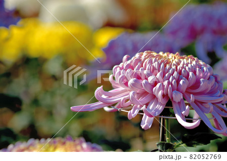秋に咲く花の代表・菊・和菊・洋菊 秋に咲く花の代表・菊・和菊・洋菊 82052769