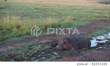 【ケニア・マサイマラ】水浴びをするカバ 【ケニア・マサイマラ】水浴びをするカバ 82053160