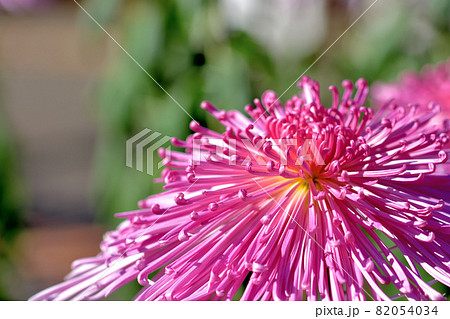 秋に咲く花の代表・菊・和菊・洋菊 82054034
