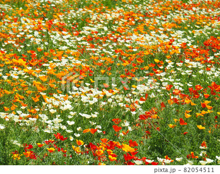 鴻巣ポピーハッピースクエア（馬室会場）に咲くポピー 82054511