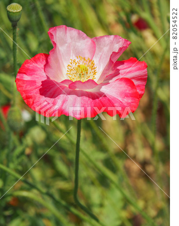 鴻巣ポピーハッピースクエア（馬室会場）に咲くポピー 82054522