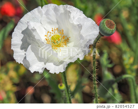 鴻巣ポピーハッピースクエア(馬室会場)に咲くポピー 鴻巣ポピーハッピースクエア(馬室会場)に咲くポピー 82054527