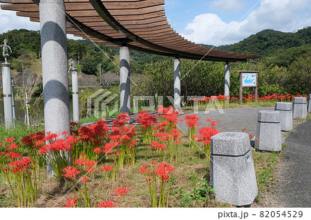 彼岸花 千葉県鋸南町佐久間ダム湖親水公園 彼岸花 千葉県鋸南町佐久間ダム湖親水公園 82054529