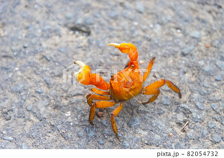 ベンケイガニ ベンケイガニ 82054732