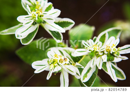 ハツユキソウの花 82054789