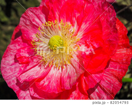 鴻巣ポピーハッピースクエア（馬室会場）に咲くポピー 82054793