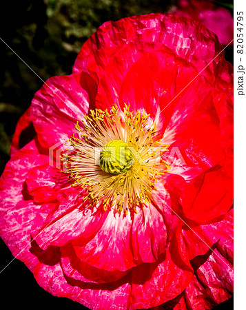 鴻巣ポピーハッピースクエア（馬室会場）に咲くポピー 82054795