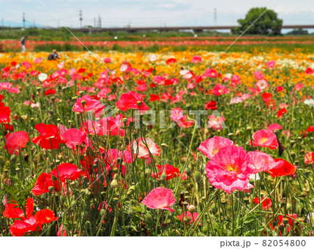鴻巣ポピーハッピースクエア（馬室会場）に咲くポピー 82054800