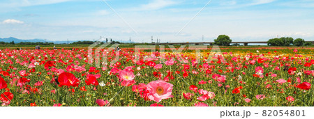 鴻巣ポピーハッピースクエア（馬室会場）に咲くポピー 82054801