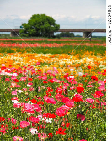 鴻巣ポピーハッピースクエア（馬室会場）に咲くポピー 82054806