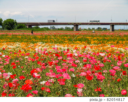 鴻巣ポピーハッピースクエア（馬室会場）に咲くポピー 82054817