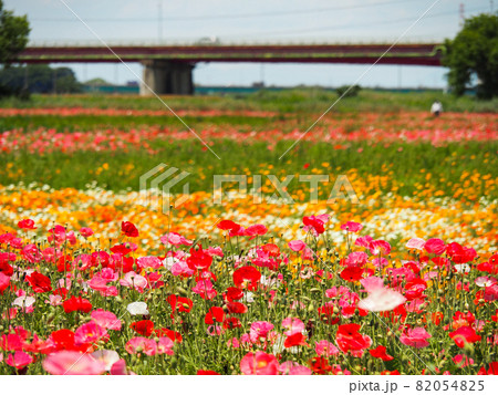 鴻巣ポピーハッピースクエア（馬室会場）に咲くポピー 82054825