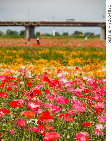 鴻巣ポピーハッピースクエア（馬室会場）に咲くポピー 82054831