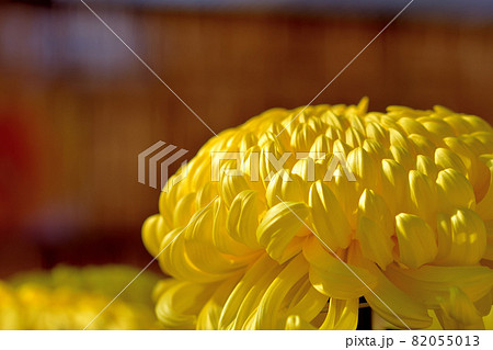 秋に咲く花の代表・菊・和菊・洋菊 秋に咲く花の代表・菊・和菊・洋菊 82055013