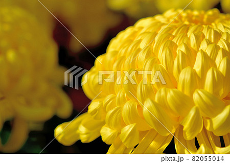 秋に咲く花の代表・菊・和菊・洋菊 秋に咲く花の代表・菊・和菊・洋菊 82055014