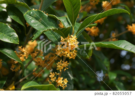 キンモクセイの花 キンモクセイの花 82055057