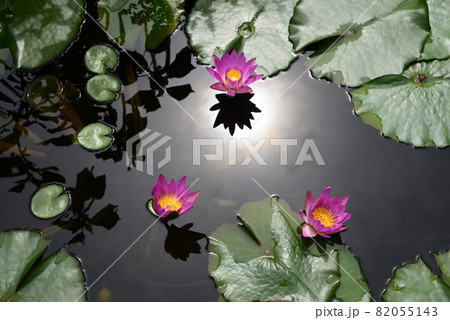 睡蓮の咲く水面に光が反射して、すいれんをより美しく引き立たせている風景 82055143