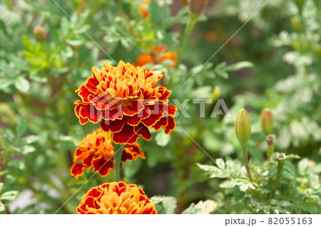 マリーゴールド【緑背景】 マリーゴールド【緑背景】 82055163