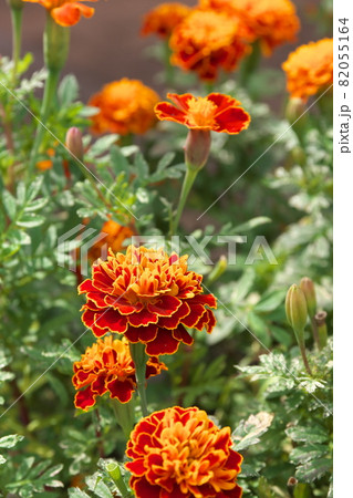 マリーゴールド【緑背景】 82055164