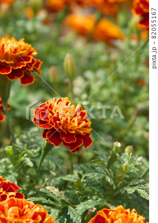 マリーゴールド【緑背景】 82055167