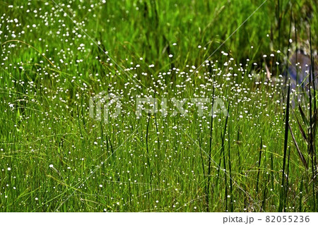 シラタマホシクサ シラタマホシクサ 82055236