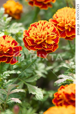 マリーゴールド【緑背景】 82055325