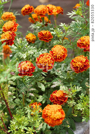 マリーゴールド【緑背景】 82055330