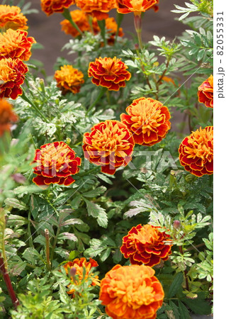 マリーゴールド【緑背景】 82055331