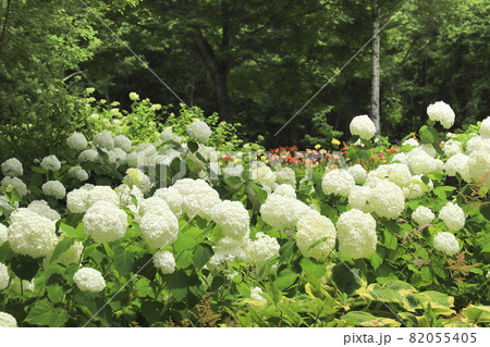 富士見高原の紫陽花 82055405