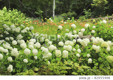 富士見高原の紫陽花 82055406