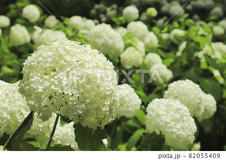 富士見高原の紫陽花 富士見高原の紫陽花 82055409