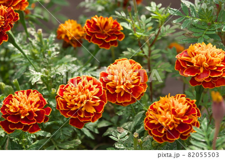 マリーゴールド【緑背景】 マリーゴールド【緑背景】 82055503