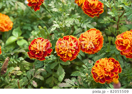 マリーゴールド【緑背景】 82055509