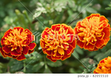 マリーゴールド【緑背景】 82055510