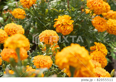 マリーゴールド【緑背景】 マリーゴールド【緑背景】 82055511