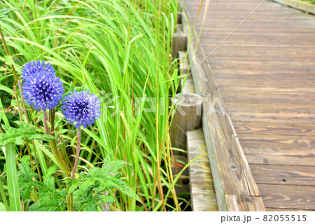 ヒゴタイ咲く くじゅう長者原タデ原湿原　タデ原湿原自然研究路　大分県九重町　 82055515