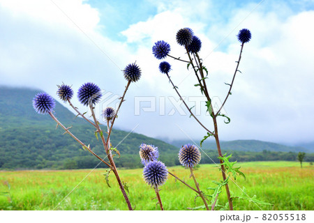 ヒゴタイ咲く くじゅう長者原タデ原湿原　タデ原湿原自然研究路　大分県九重町　 82055518