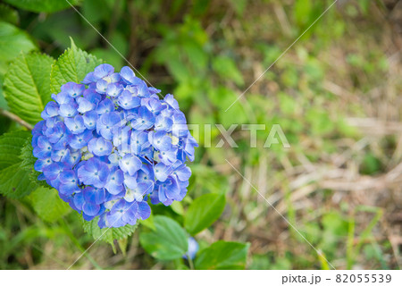 色鮮やかな青色のあじさいのアップ 82055539