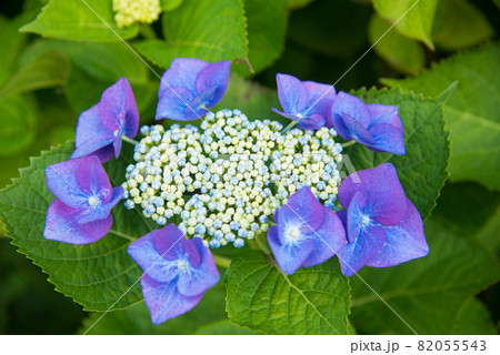 色鮮やかな青色のあじさいのアップ 82055543