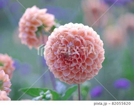 満開に咲き誇る美しいダリアのお花畑 82055620