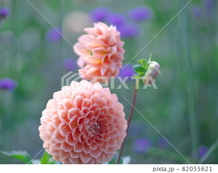 満開に咲き誇る美しいダリアのお花畑の写真素材