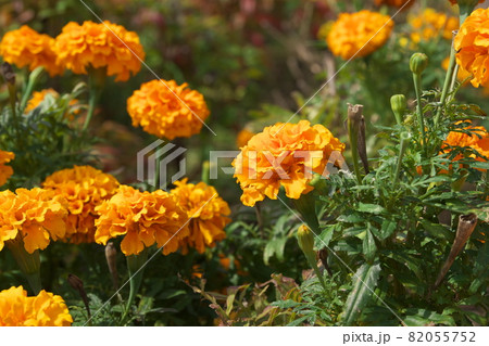 マリーゴールド【緑背景】 82055752