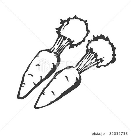 人参の手描き筆絵風イラストのイラスト素材